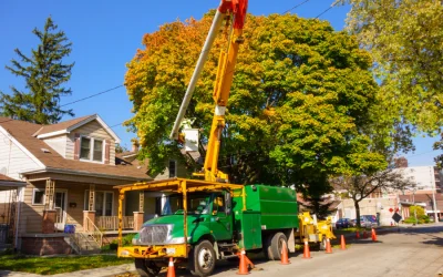 Choose A Tree Removal Service In Priest River ID That Takes The Job Seriously