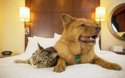 Pet Friendly Apartments For Hampton: Spacious, Comfortable, And Perfect For Both You And Your Pets