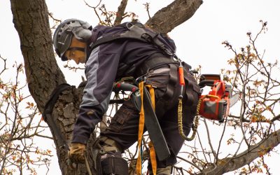 Professional Tree Care in St. Louis, MO for a Healthier Landscape